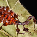 Pulchriphyllium giganteum