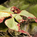 Pulchriphyllium giganteum