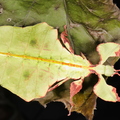 Pulchriphyllium giganteum
