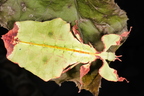 Pulchriphyllium giganteum