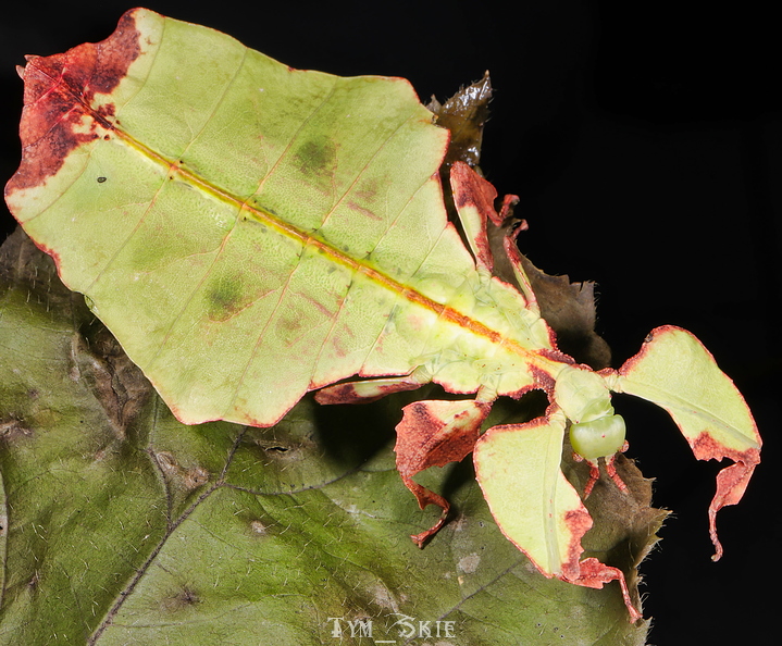 p_giganteum_3.jpg