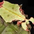 Pulchriphyllium giganteum