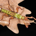 Parectatosoma sp. "Moramanga"