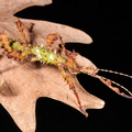 Parectatosoma sp. "Moramanga"