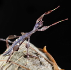 Cryptohyllium celebicum