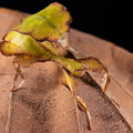 Phyllium ericoriai