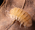 Cristarmadillidium muricatum