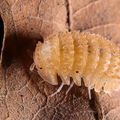 Cristarmadillidium muricatum