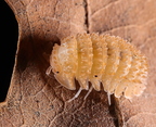 Cristarmadillidium muricatum