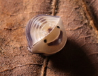 Cubaris sp White Ducky