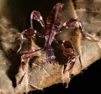 Cryptophyllium sp "Xishuangbanna"