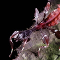 Cryptophyllium icarus 