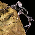 Phyllium tobeloense