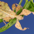 Cryptohyllium celebicum