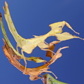 Phyllium ericoriai and Pulchriphyllium giganteum