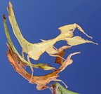 Phyllium ericoriai and Pulchriphyllium giganteum