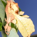 Phyllium ericoriai