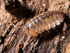 Isopoda sp Dream