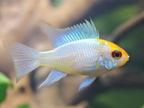 Mikrogeophagus ramirezi "Platinum"