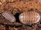 Cubaris sp Caramel