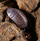 Cubaris sp Tung Song