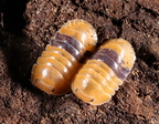Cubaris sp Amber Ducky