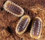 Cubaris sp Lemon Blue