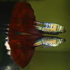 Snakeskin RedTail Guppy