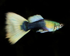 Yellow Tuxedo Guppy