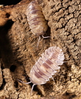 Armadillidium sp "Espanyoli"