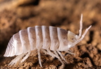 Armadillidium maculatum "Champagne"