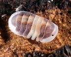 Cubaris sp "Capuccino"