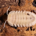 Cubaris sp Red Side "White"