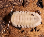 Cubaris sp Red Side "White"