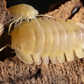Cubaris sp Red Side "Yellow"