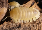 Cubaris sp Red Side "Yellow"