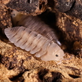 Cubaris sp "Caramel Cream"