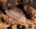 Cubaris sp "Caramel Cream"
