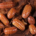 Armadillidium frontetriangulum "Orange"
