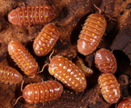Armadillidium frontetriangulum "Orange"
