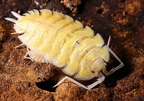 Porcellio boliviari "Lemonade"
