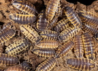 Porcellio ornatus Chocolate