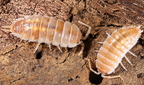 p ornatus tangerine 5