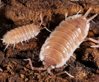 Porcellio sp Sevilla Caramel