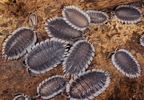 Porcellio werneri