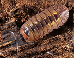 Merulanella sp "Dream"