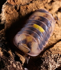 Cubaris sp "Amber Firefly"