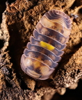 Cubaris sp "Amber Firefly"