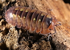Merulanella sp "Dream"