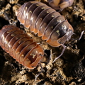 Merulanella sp "Dream"